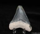 Glossy Inch Bone Valley Megalodon Tooth #531-2